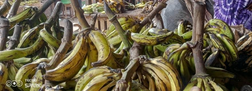La banane plantain inonde le marché de Pétévo