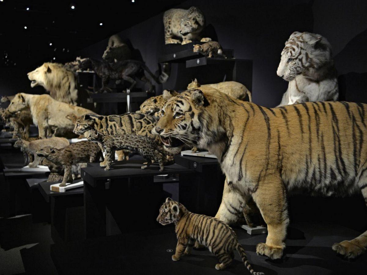 EXPO. La puissance et la grâce des félins fascinent au Muséum National d’Histoire Naturelle EXPO. La puissance et la grâce des félins fascinent au Muséum National d’Histoire Naturelle