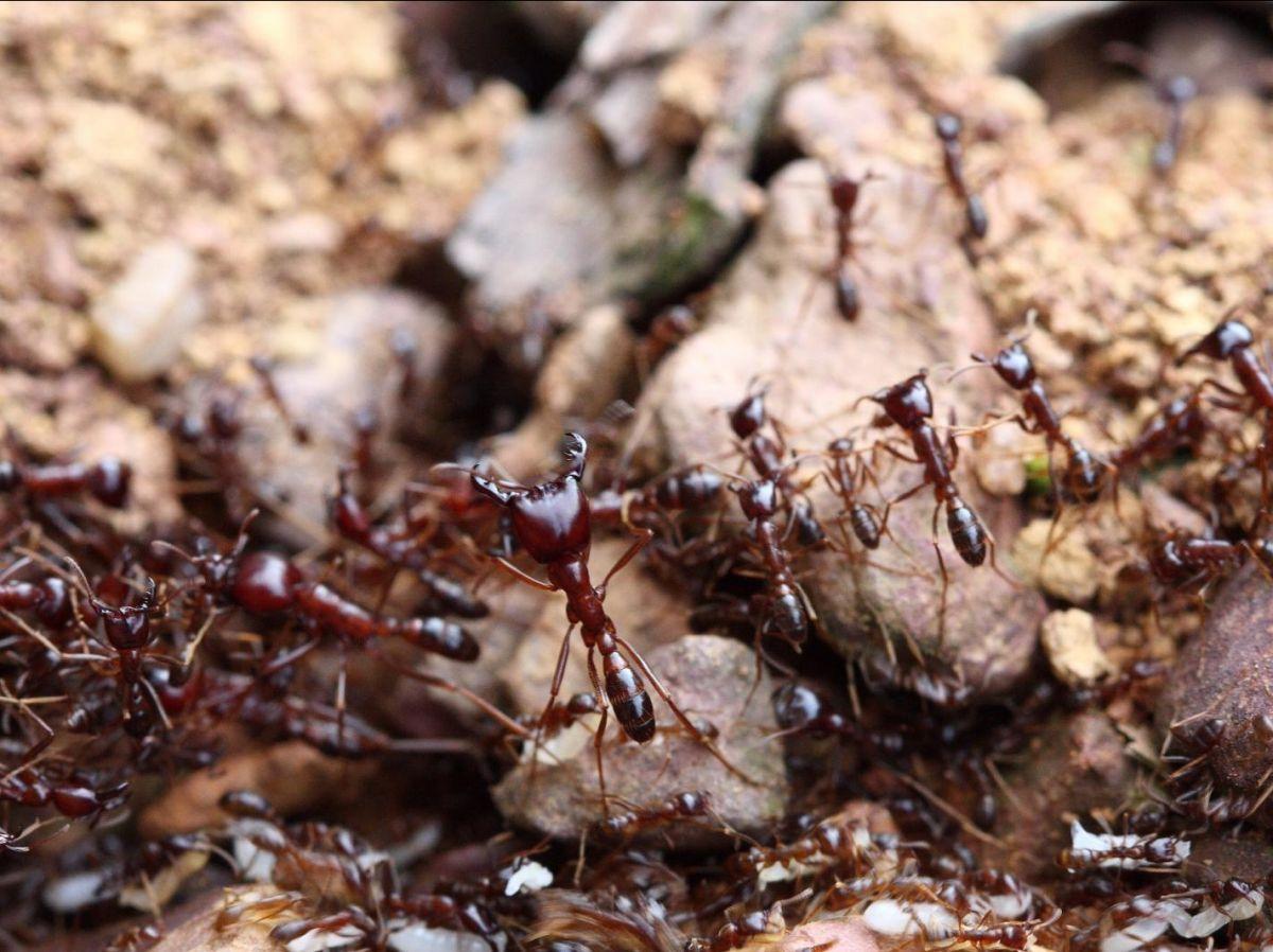 Des fourmis chasseuses de virus pour lutter contre l’émergence de maladies infectieuses