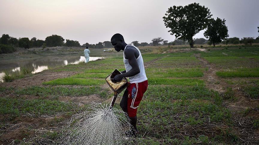 FAO : 290 millions de personnes travaillent dans les systèmes agroalimentaires en Afrique