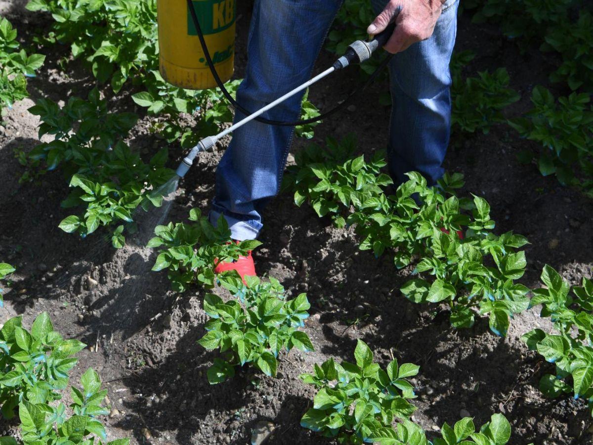Quels effets ont les herbicides, comme le glyphosate, sur le cerveau des adolescents ? Quels effets ont les herbicides, comme le glyphosate, sur le cerveau des adolescents ?