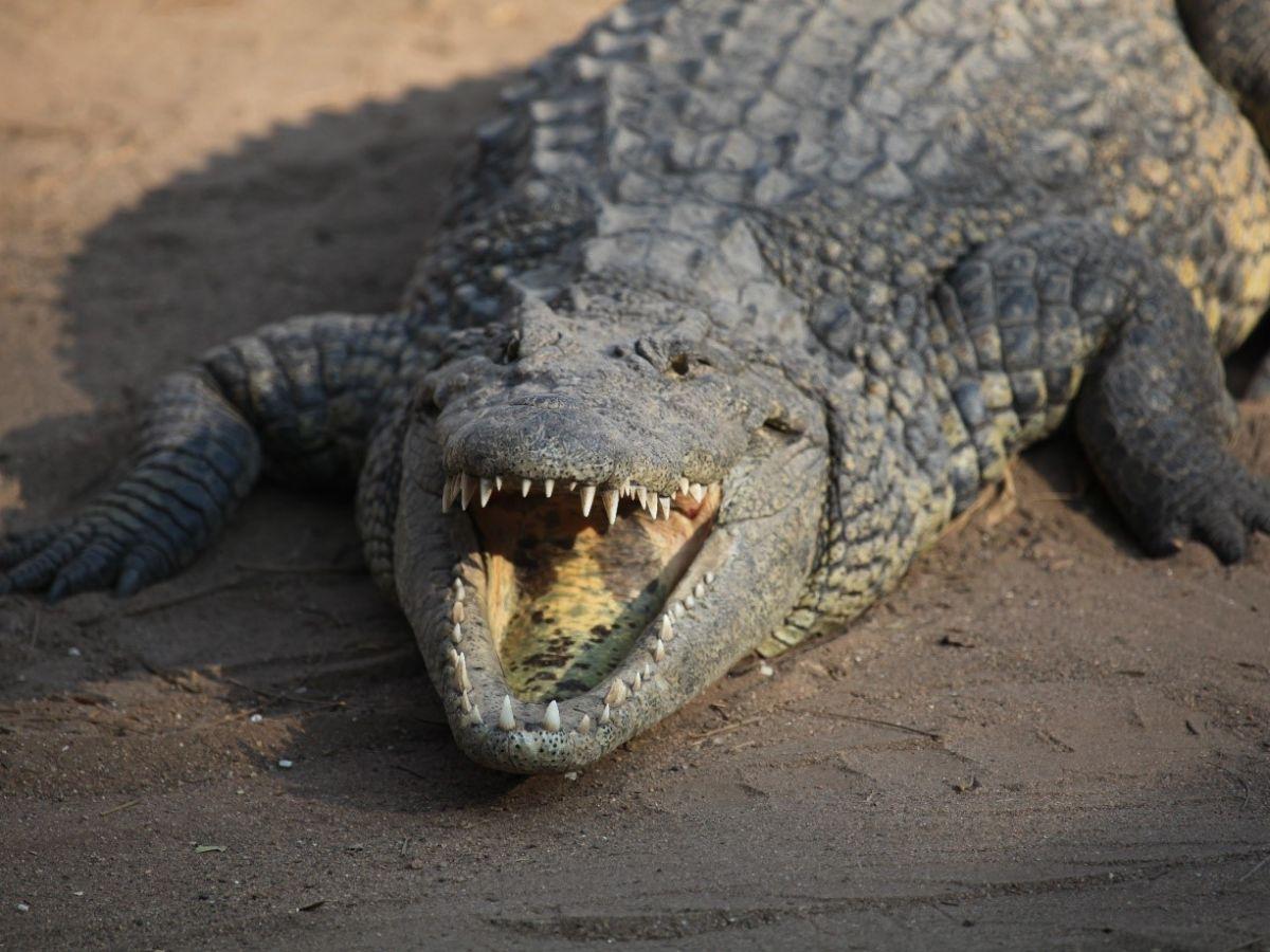 Les crocodiles, des fossiles vivants de 230 millions d’années Les crocodiles, des fossiles vivants de 230 millions d’années