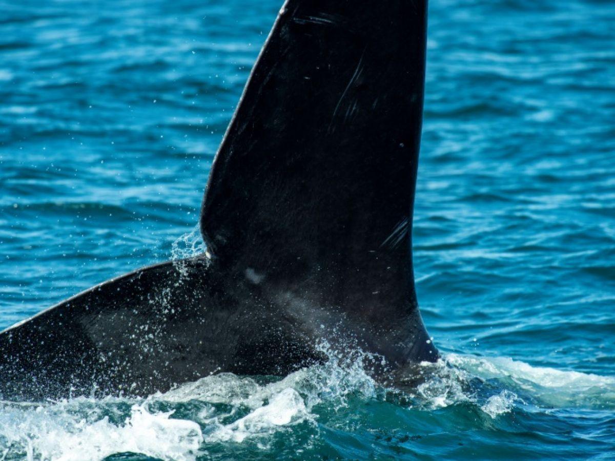 Les derniers spécimens des baleines noires de l'Atlantique Nord face aux menaces de collisions avec les grands bateaux Les derniers spécimens des baleines noires de l'Atlantique Nord face aux menaces de collisions avec les grands bateaux