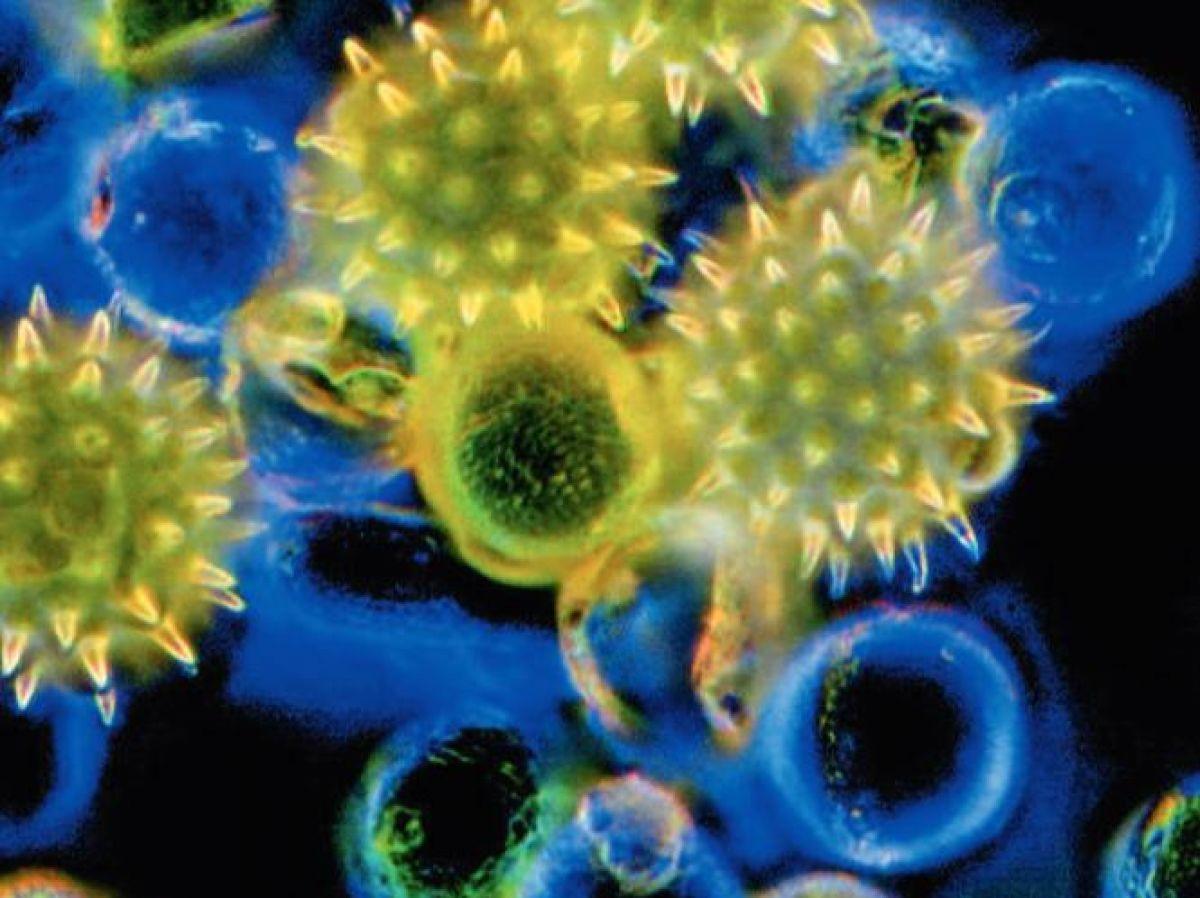 La mémoire des pollens enfouis sous l’océan La mémoire des pollens enfouis sous l’océan