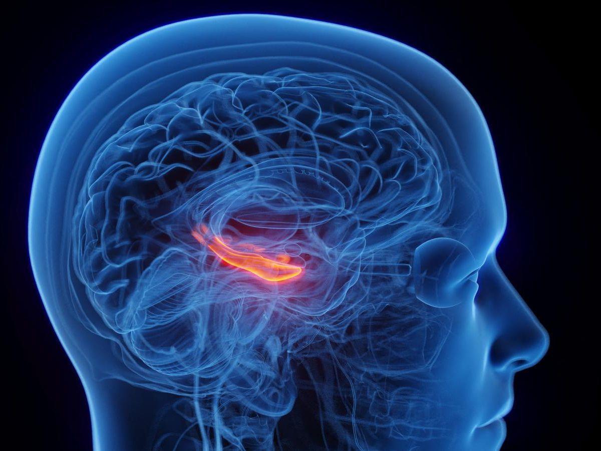 Même sans Alzheimer, l'hippocampe peut accélérer le déclin cognitif Même sans Alzheimer, l'hippocampe peut accélérer le déclin cognitif