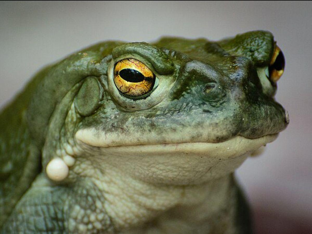 Dépression : la piste d'un traitement aux toxines hallucinogènes de crapaud Dépression : la piste d'un traitement aux toxines hallucinogènes de crapaud