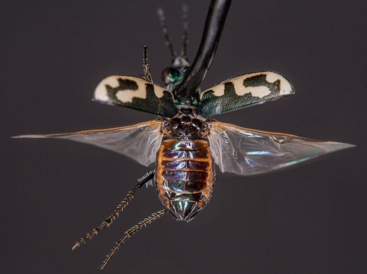Pour échapper aux chauves-souris, ces insectes se font passer pour une autre espèce Pour échapper aux chauves-souris, ces insectes se font passer pour une autre espèce