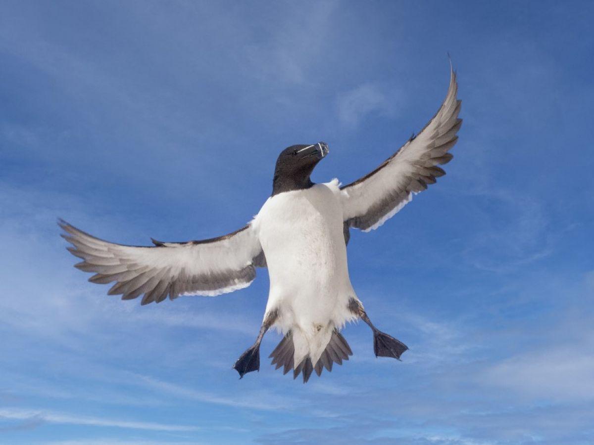 Manchots et pingouins quelles sont leurs différences ? centrafricaine