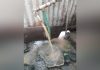 quand L’eau de la SODECA est devenu premier vecteur des maladies parasitaires à Bangui quand L’eau de la SODECA est devenu premier vecteur des maladies parasitaires à Bangui