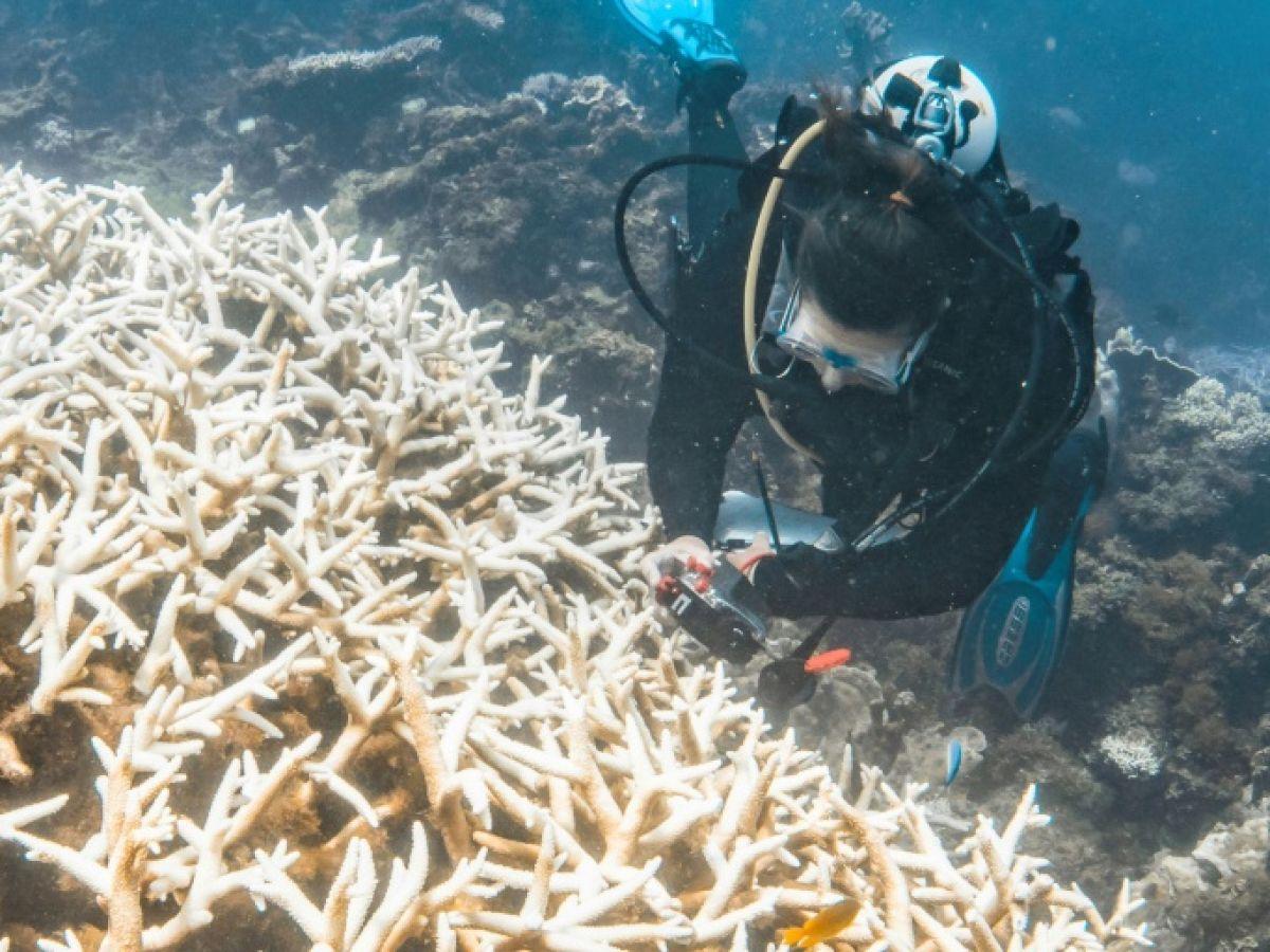 Une “tempête de neige silencieuse” : les récifs coralliens du monde menacés par un blanchissement historique Une “tempête de neige silencieuse” : les récifs coralliens du monde menacés par un blanchissement historique