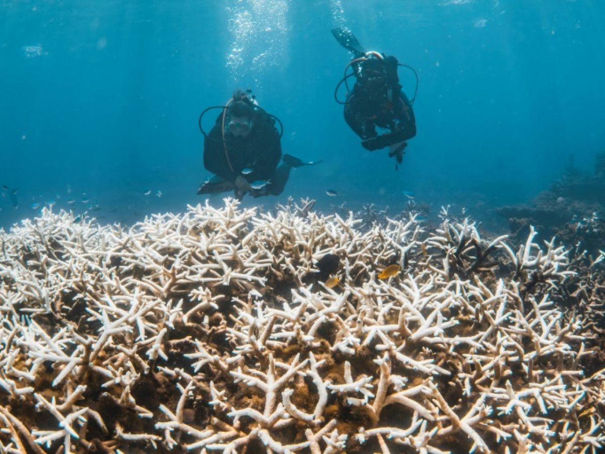 Conséquences de la Mort des Coraux sur l'Écosystème Conséquences de la Mort des Coraux sur l'Écosystème