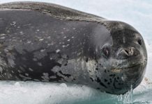 Les léopards de mer « chantent » des comptines Les léopards de mer "chantent" des comptines