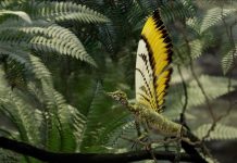 Reptile à crête préhistorique avec plumes avant dinosaures Reptile à crête préhistorique avec plumes avant dinosaures