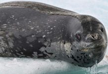 Chercheurs Dévoilent le Chant des Léopards de Mer Chercheurs Dévoilent le Chant des Léopards de Mer