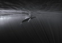 La petite chanson des baleines reste une énigme La petite chanson des baleines reste une énigme