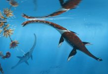 Squelette Oublié Révèle Nouvelle Espèce Marine Squelette Oublié Révèle Nouvelle Espèce Marine