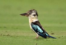 Changement de sexe élevé chez certains oiseaux découvert Changement de sexe élevé chez certains oiseaux découvert