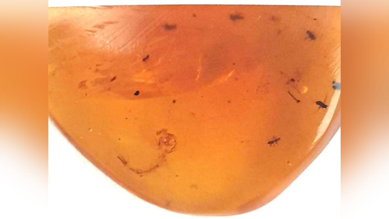 Moustiques de 99 millions d'années similaires aux actuels Moustiques de 99 millions d'années similaires aux actuels