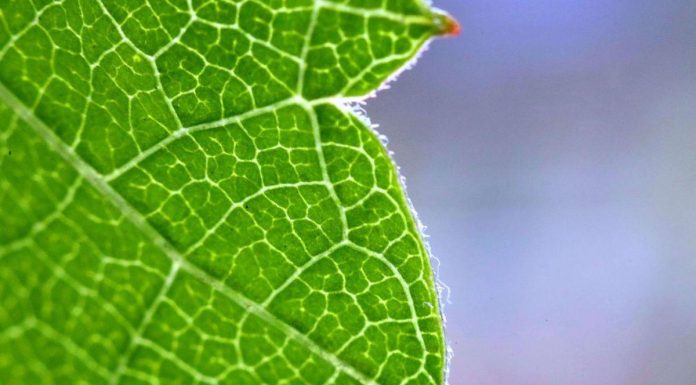 Feuille Semi-Artificielle Transforme CO2 en Produit Précieux Feuille Semi-Artificielle Transforme CO2 en Produit Précieux