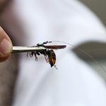 Traque Ingénieuse des Nids de Frelons Asiatiques en Alsace Traque Ingénieuse des Nids de Frelons Asiatiques en Alsace