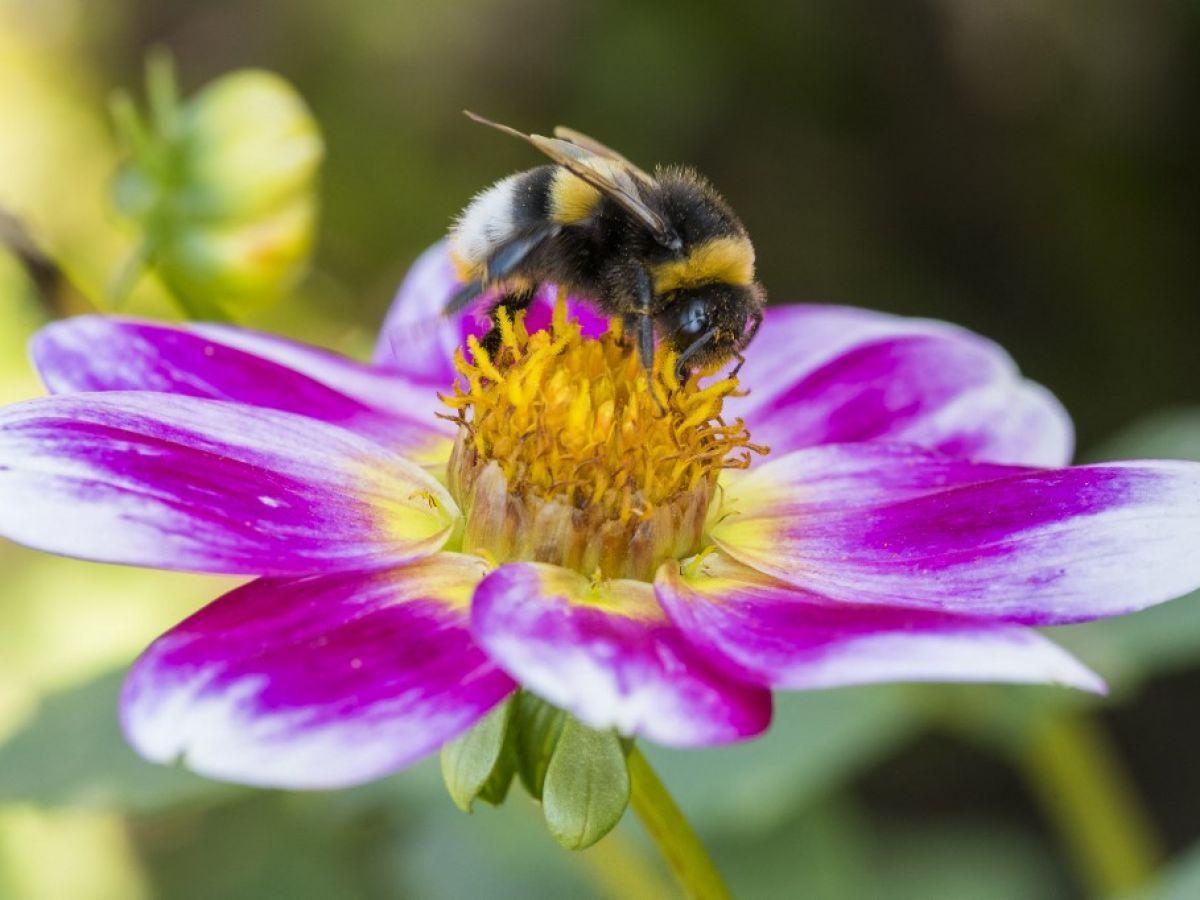 Bourdons Difficiles à Attirer Après Vagues de Chaleur Bourdons Difficiles à Attirer Après Vagues de Chaleur