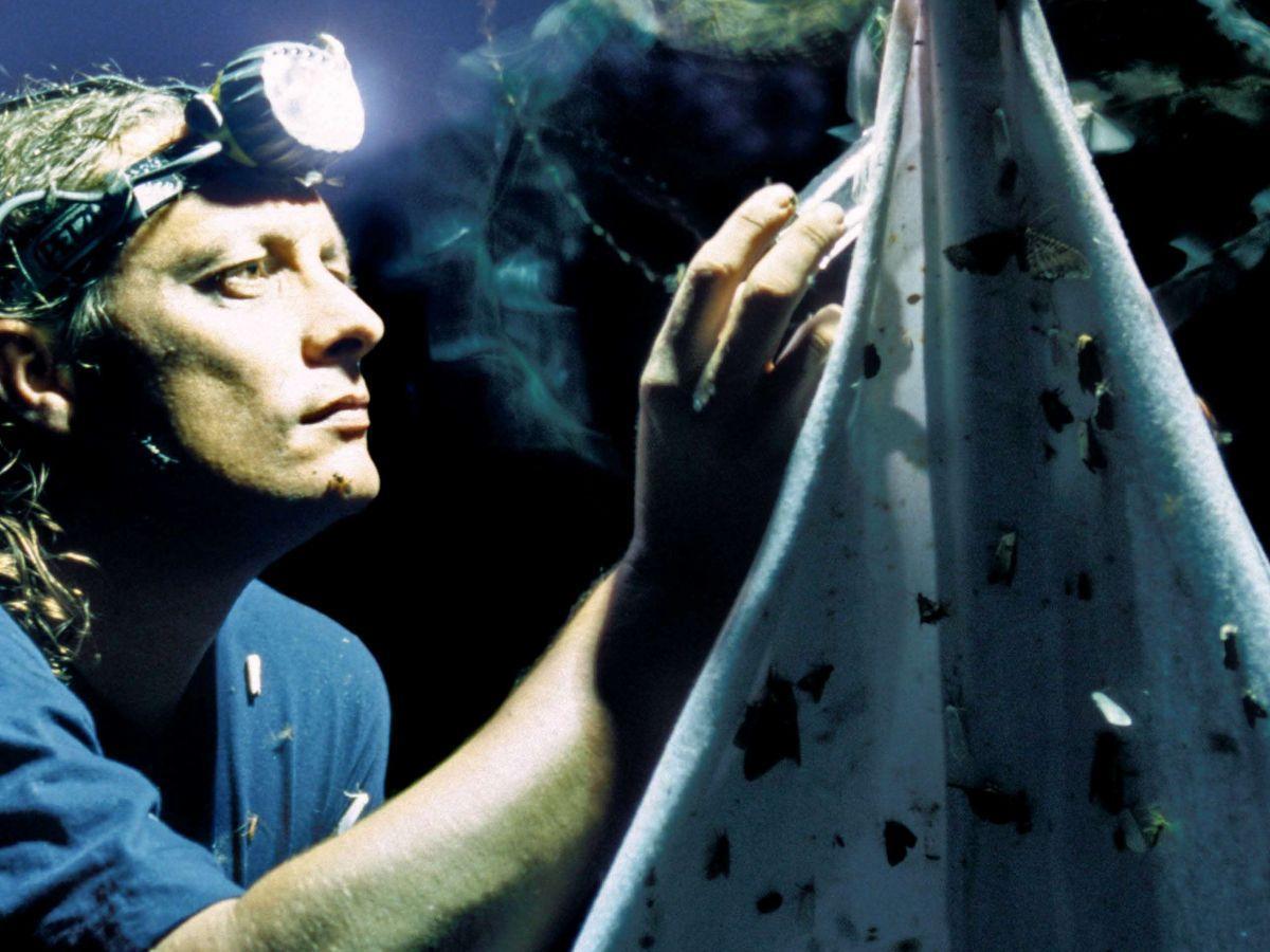 Insectes: Sources de leur déclin vertigineux Insectes: Sources de leur déclin vertigineux