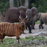 Journée Des Aires Protégées De Dzanga-Sangha Journée Des Aires Protégées De Dzanga-Sangha