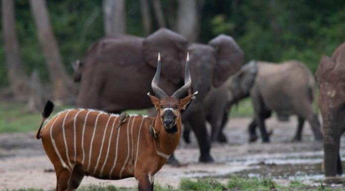 Journée Des Aires Protégées De Dzanga-Sangha Journée Des Aires Protégées De Dzanga-Sangha
