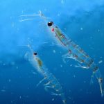 Le krill, petit crustacé, grands enjeux géopolitiques Le krill, petit crustacé, grands enjeux géopolitiques