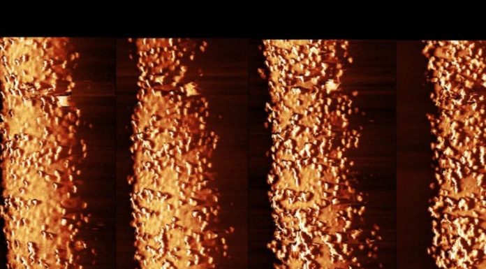 Effet d’un Antibiotique Sur une Bactérie Effet d'un Antibiotique Sur une Bactérie