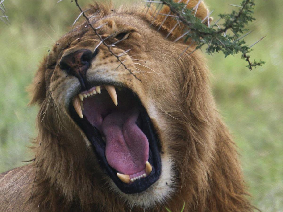 Lions Rugissent de Deux Façons Différentes Lions Rugissent de Deux Façons Différentes