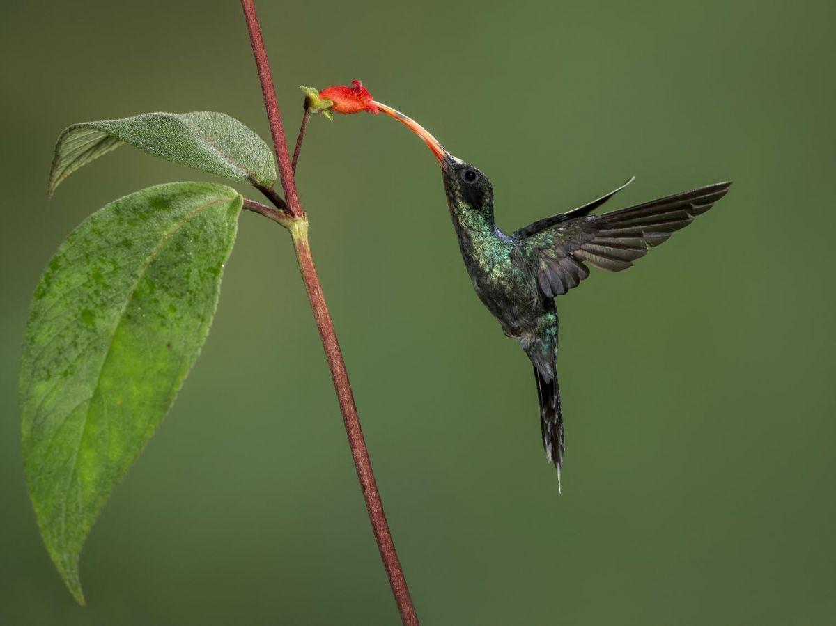 Évolution du bec du colibri pour transpercer adversaires Évolution du bec du colibri pour transpercer adversaires