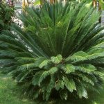 La Chaleur, Premier Langage Plantes et Pollinisateurs La Chaleur, Premier Langage Plantes et Pollinisateurs