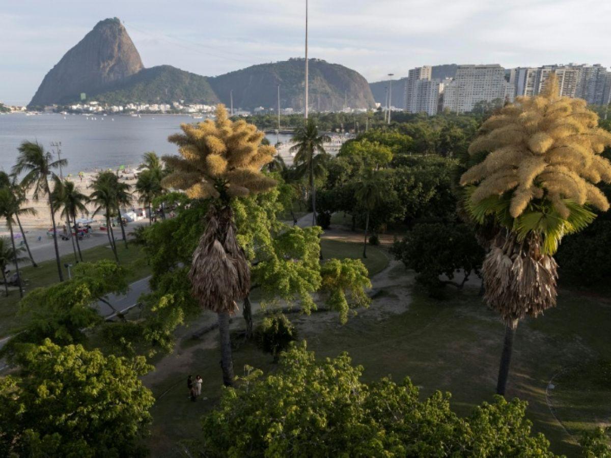 Palmiers Fleurissent Puis Meurent à Rio de Janeiro Palmiers Fleurissent Puis Meurent à Rio de Janeiro