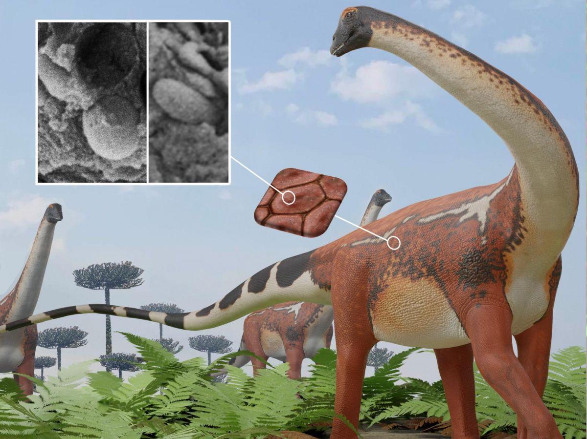 Sauropodes: Dinosaures Géants aux Couleurs Variées Sauropodes: Dinosaures Géants aux Couleurs Variées