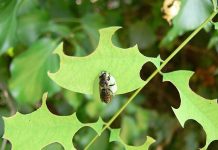 La Faim, Un Signal de Métamorphose Chez Abeilles La Faim, Un Signal de Métamorphose Chez Abeilles