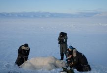 Ours du Svalbard Résistent Mieux au Réchauffement Ours du Svalbard Résistent Mieux au Réchauffement