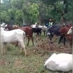 Drame à Batangafo: Éleveur Peul Tué en Affrontements Drame à Batangafo: Éleveur Peul Tué en Affrontements