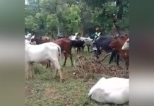 Drame à Batangafo: Éleveur Peul Tué en Affrontements Drame à Batangafo: Éleveur Peul Tué en Affrontements