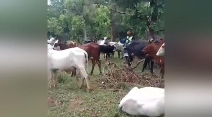 Drame à Batangafo: Éleveur Peul Tué en Affrontements Drame à Batangafo: Éleveur Peul Tué en Affrontements