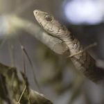 Chaque Minute Compte Face à un Serpent Chaque Minute Compte Face à un Serpent