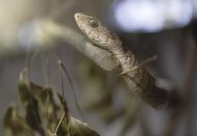 Chaque Minute Compte Face à un Serpent Chaque Minute Compte Face à un Serpent