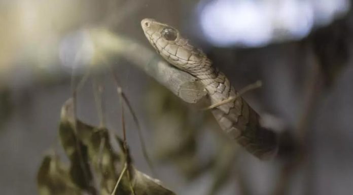 Chaque Minute Compte Face à un Serpent Chaque Minute Compte Face à un Serpent