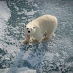 Ours polaires prospèrent malgré la fonte des glaces Ours polaires prospèrent malgré la fonte des glaces