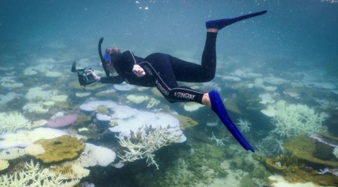 Coraux Mondiaux: Plus de la Moitié Blanchis Récemment Coraux Mondiaux: Plus de la Moitié Blanchis Récemment