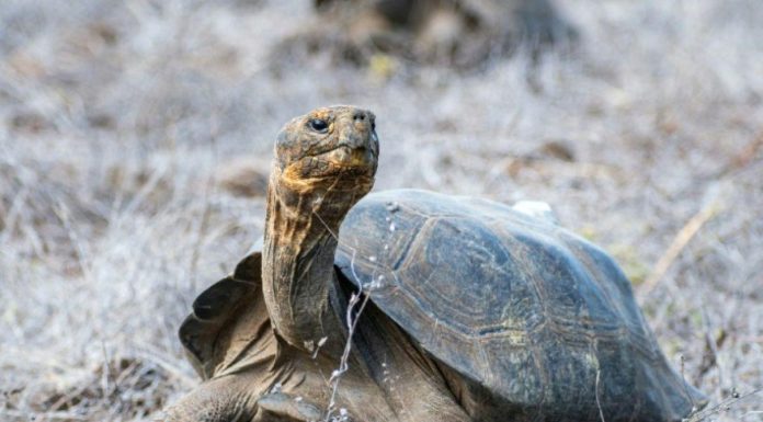 Réintroduction de 150 tortues aux Galapagos Réintroduction de 150 tortues aux Galapagos