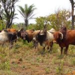 Élevage en Afrique: Pâturages menacés par le climat Élevage en Afrique: Pâturages menacés par le climat