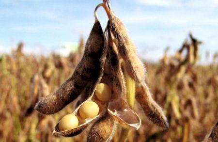 Agriculture Biologique En Afrique: Superficies En Recul Agriculture Biologique En Afrique: Superficies En Recul