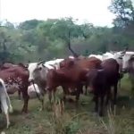 Panique À Kpata, La Population Fuit Le Chaos Peul Panique À Kpata, La Population Fuit Le Chaos Peul