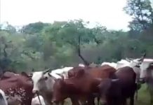 Panique À Kpata, La Population Fuit Le Chaos Peul Panique À Kpata, La Population Fuit Le Chaos Peul